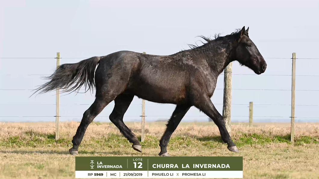 Lote CHURRA LA INVERNADA