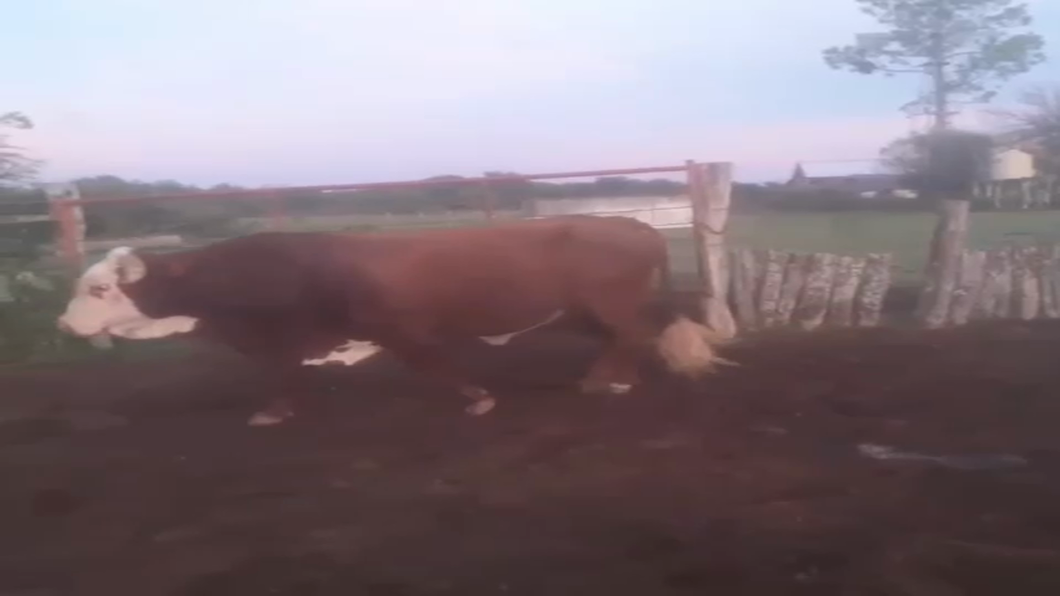 Lote 8 Toros