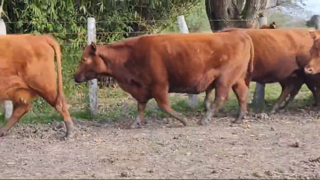 Lote ANGUS “EL CALÁ” de R. Garat VAQUILLONAS PC COLORADAS