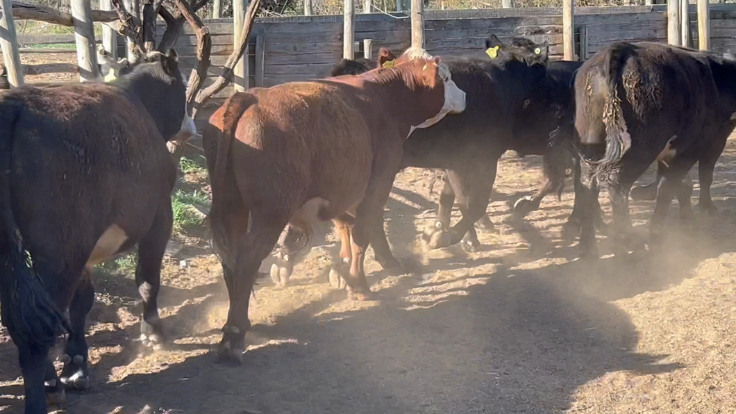 Lote 70 Novillo Engorda en Los Vilos,  IV Región Coquimbo