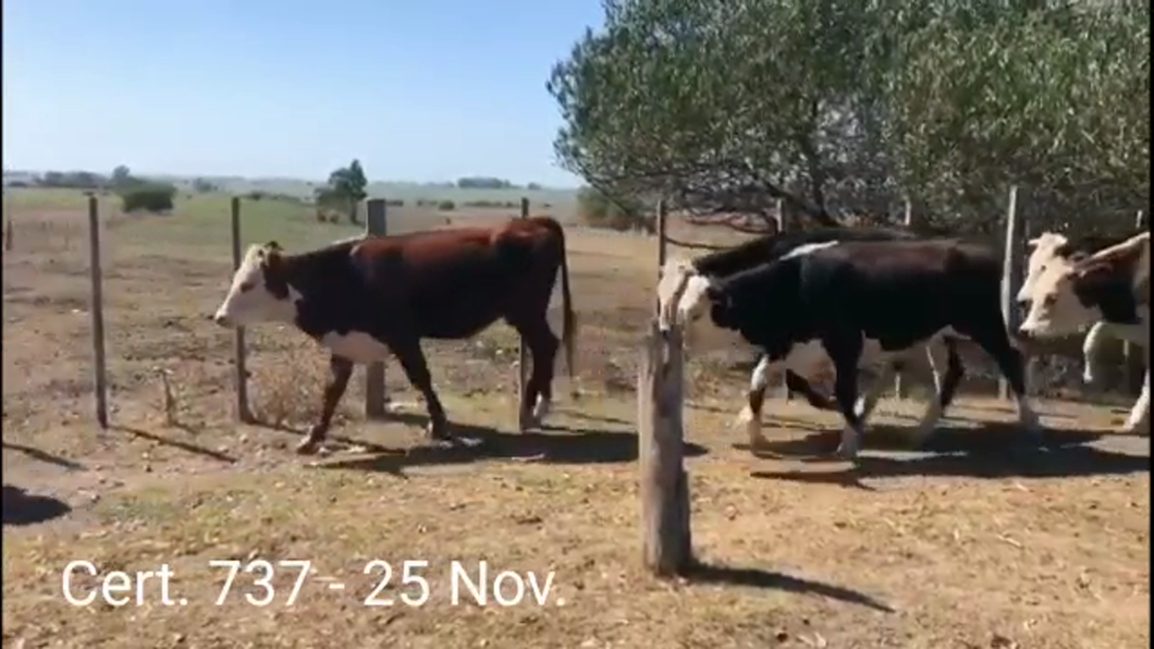 Lote NOVILLOS