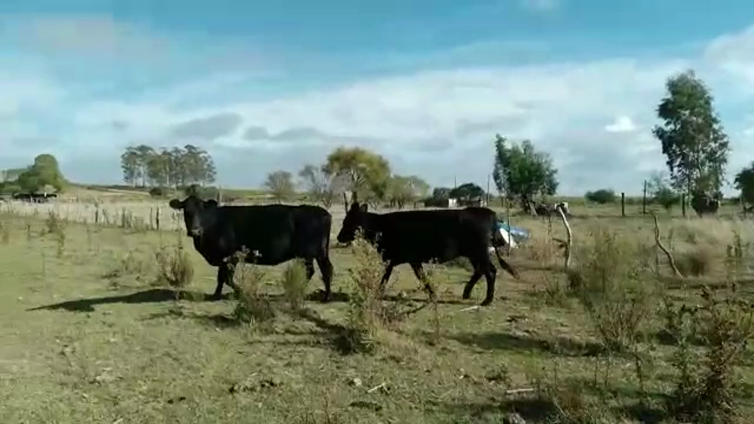 Lote (Vendido)2 Vacas de Invernada ANGUS a remate en #30 Pantalla Carmelo 380kg -  en ZANJA HONDA