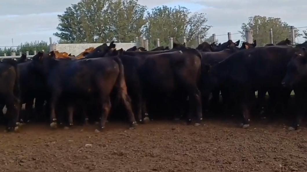 Lote 48 Novillos 1 a 2 años ANGUS a remate en #42 Pantalla Carmelo  350kg -  en CERROS DE LAS ARMAS