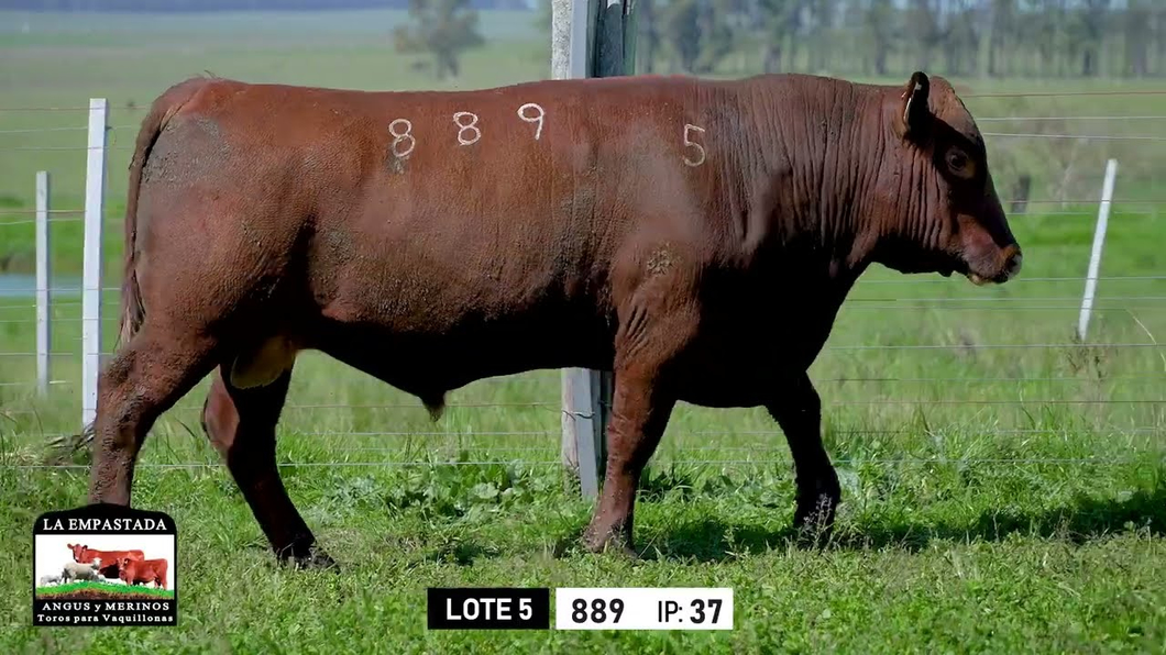 Lote Toros a remate en Toros para Vaquillonas - La Empastada, Durazno