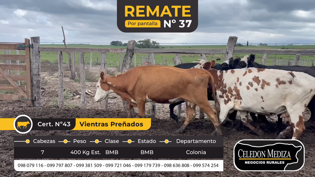 Lote 7 Vacas preñadas en La Horqueta, Colonia