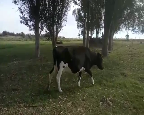 Lote Vacas de Invernada HOLANDO 580kg - , San José