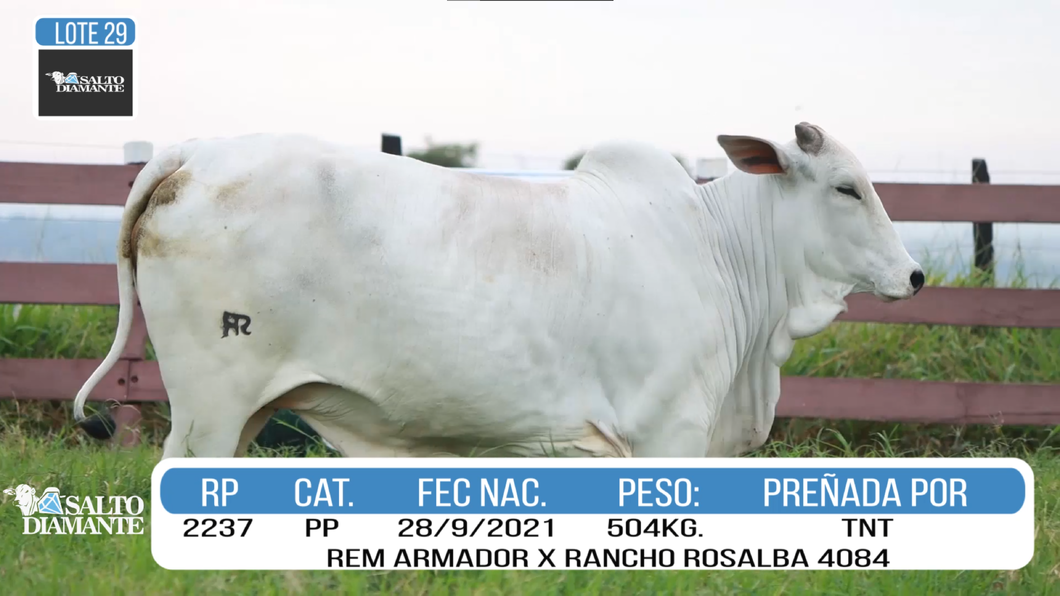 Lote LOTE 29