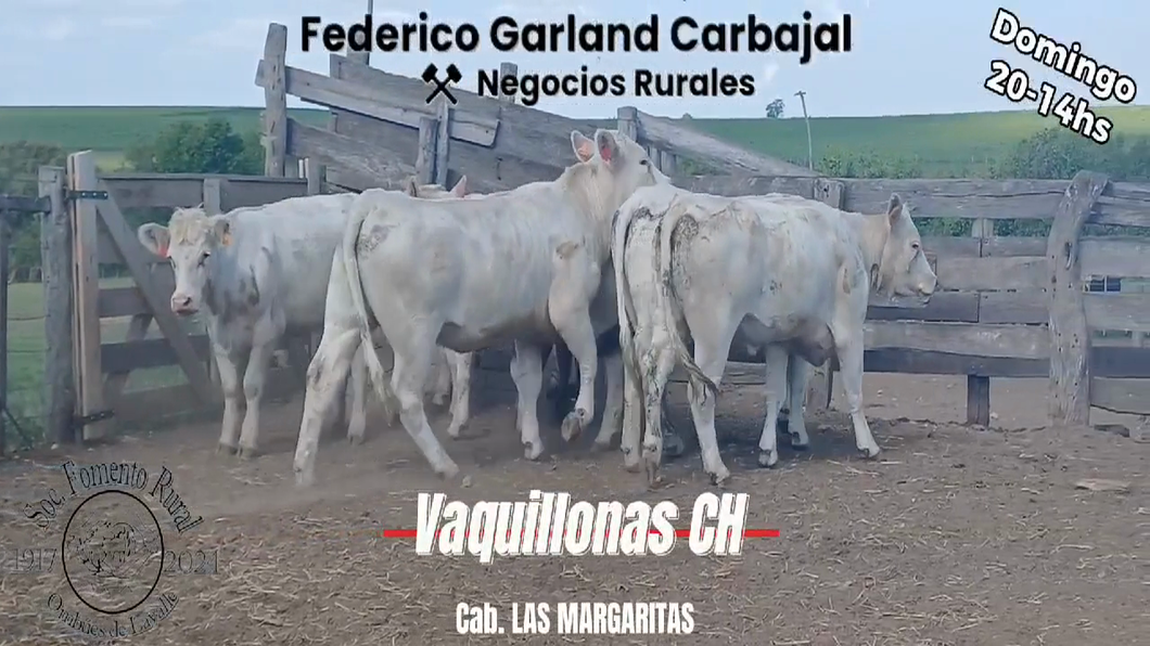 Lote 6 Vaquillonas 1 a 2 años CHAROLAIS a remate en Expo Ombues en OMBUES DE LAVALLE