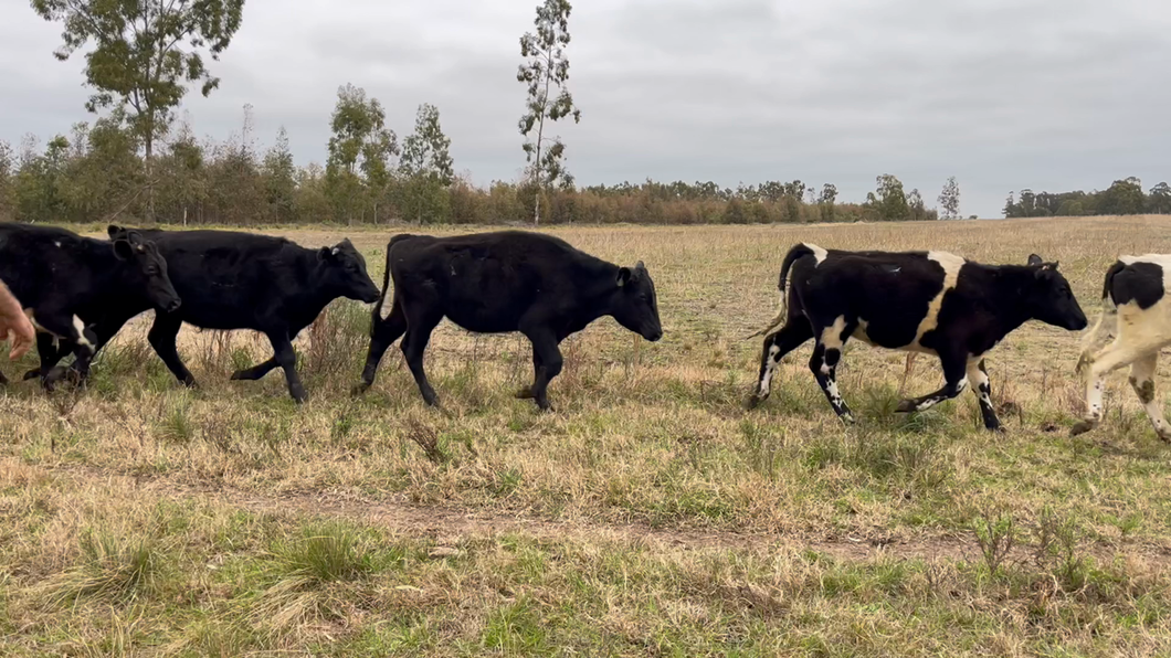 Lote NOVILLOS 1 a 2 AÑOS