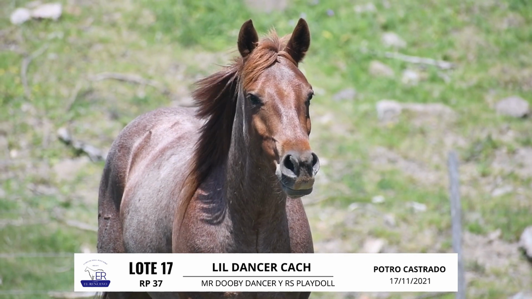 Lote LIL DANCER CACH