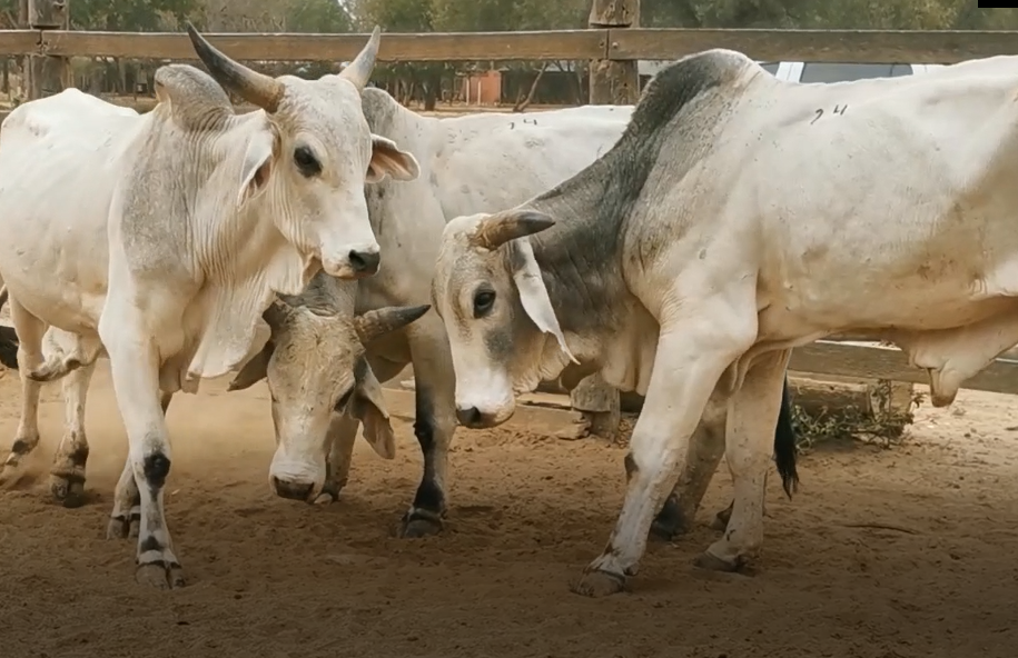 Lote TOROS