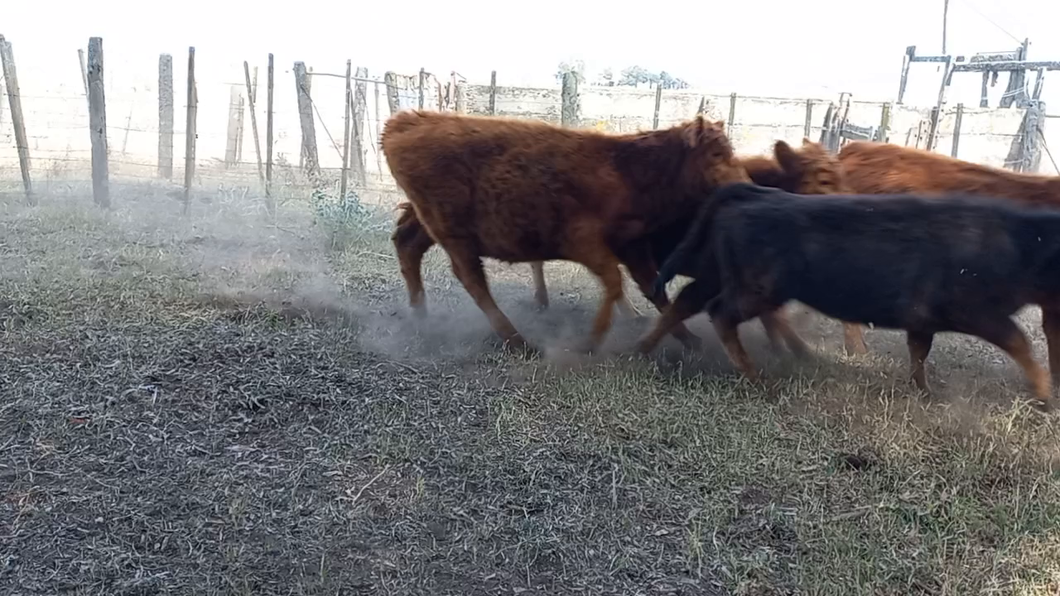 Lote Terneros/as en Daireaux, Buenos Aires