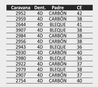 Lote 15 Toros Aberdeen Angus