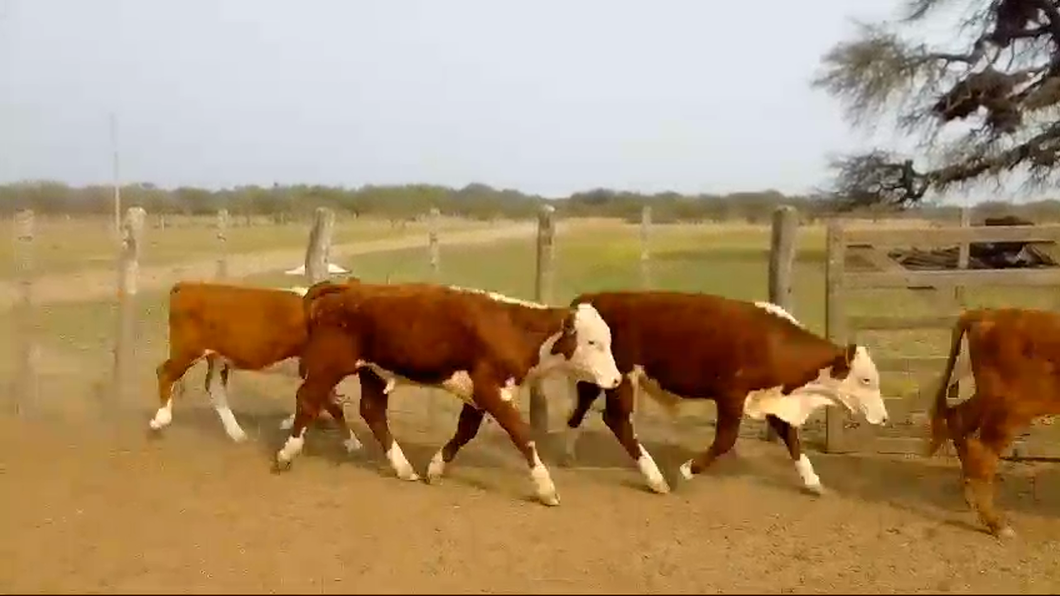 Lote 70 Terneros/as Braford y sus cruzas en Calchaquí, Santa Fe