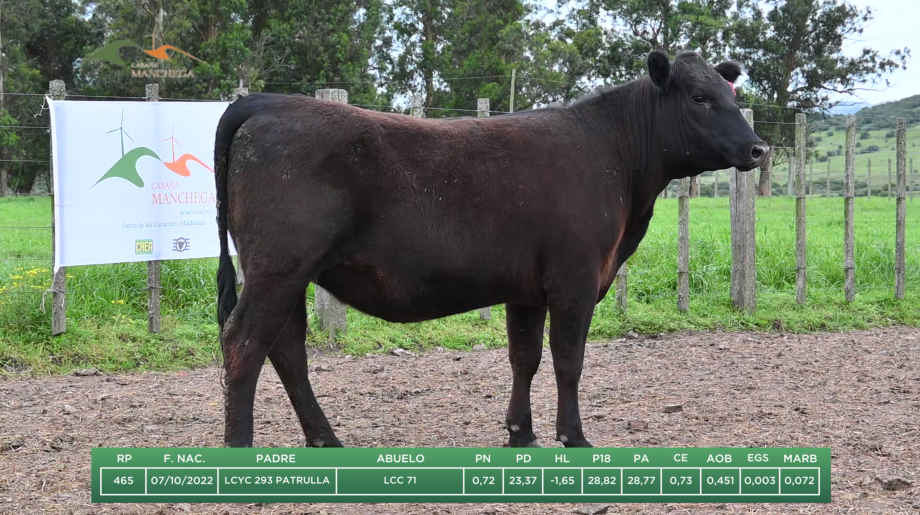 Lote BRETE 13: 4 VACAS NUEVAS ABIERTAS PEDIGREE