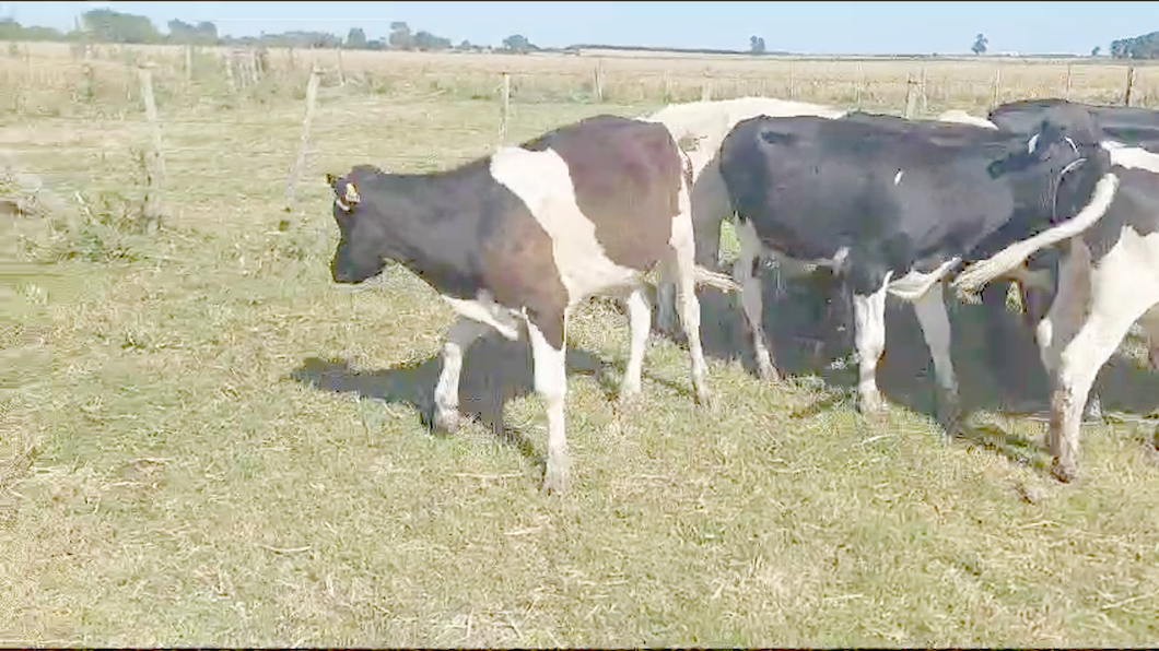 Lote 10 Terneros Holando a remate en Ultima Pantalla del Año - Escritorio Camy en Ruta 1 Km 61