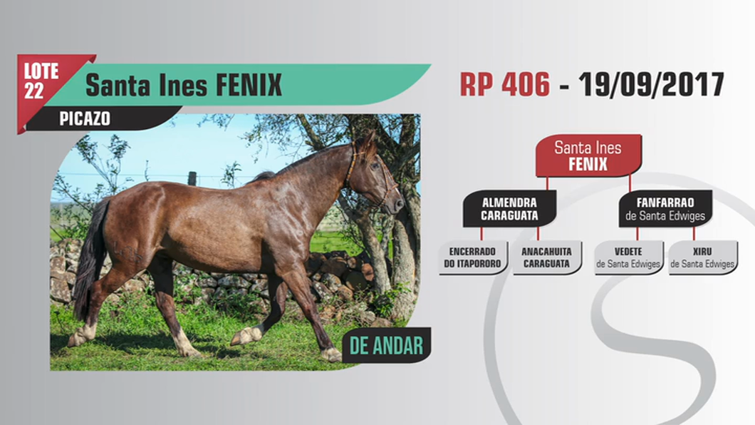 Lote Santa Ines FENIX