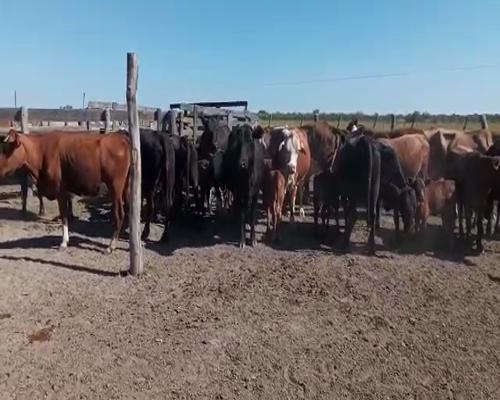 Lote 23 Vacas medio uso C/ cria en Gdor. Crespo, Santa Fe
