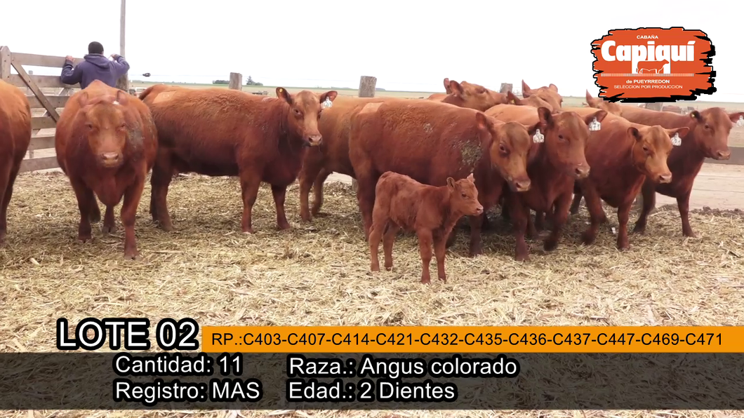 Lote VAQ.  PARIDAS