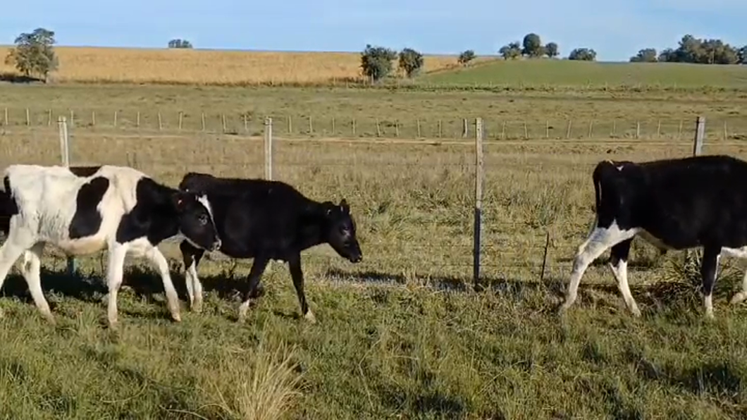 Lote (Vendido)17 Terneros Holando HOLANDO a remate en #46 Pantalla Carmelo 140kg -  en CUCHILLA DEL PERDIDO