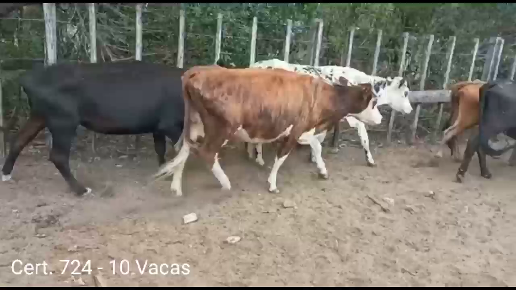 Lote VACAS