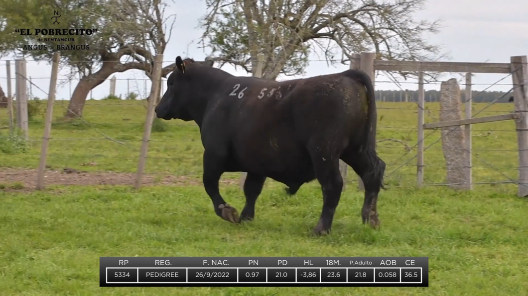 Lote 2 Toros Angus a remate en El Pobrecito, Durazno