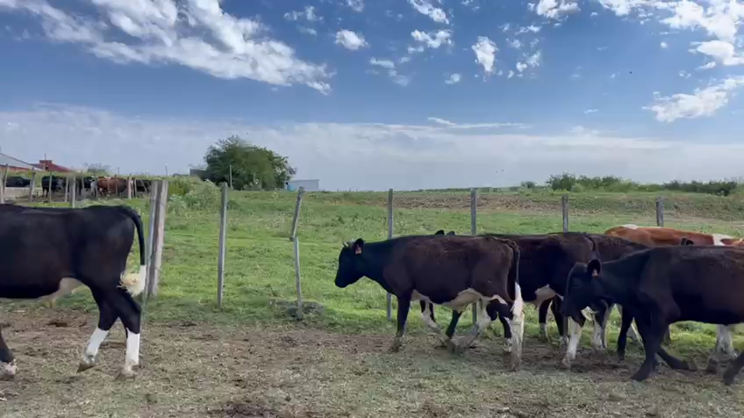 Lote TERNEROS