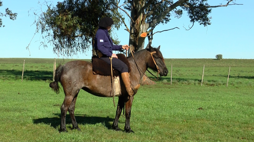 Lote CHISPA LA CARRETA