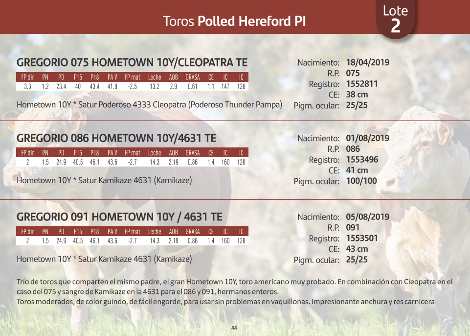 Lote Toros Polled Hereford PI