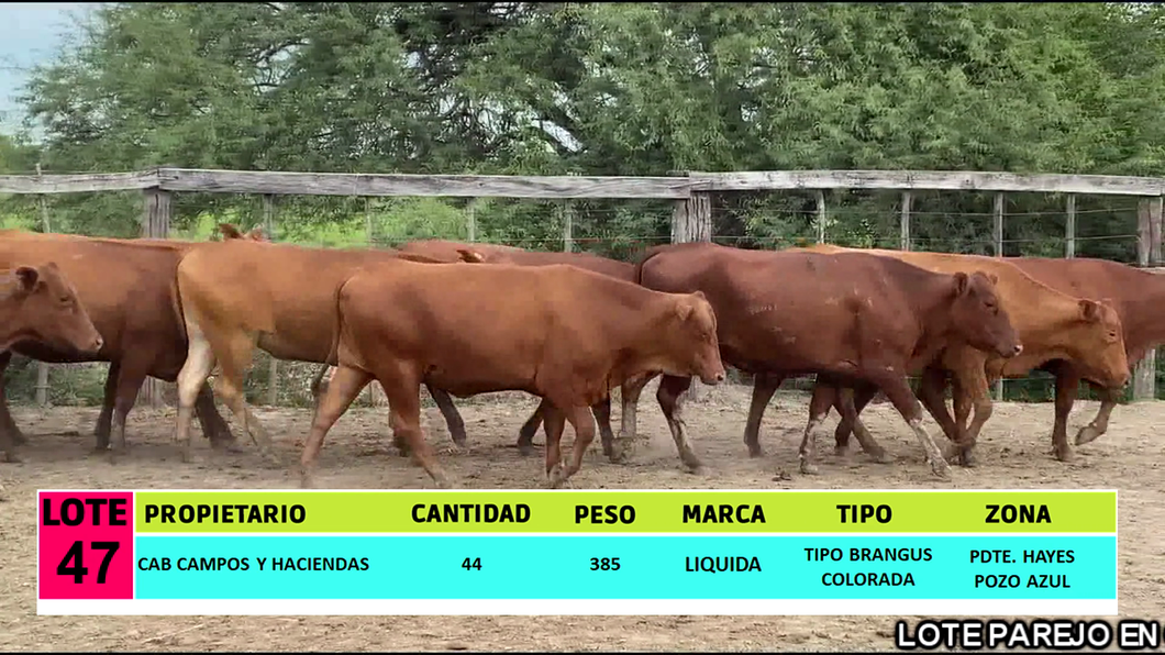Lote LOTE 47 - 44 VAQUILLAS CBO 0