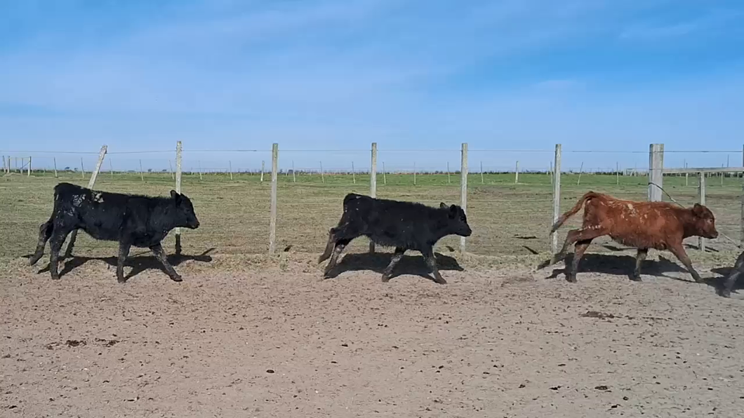 Lote 210 Terneras en Costas de Ayala, Treinta y Tres