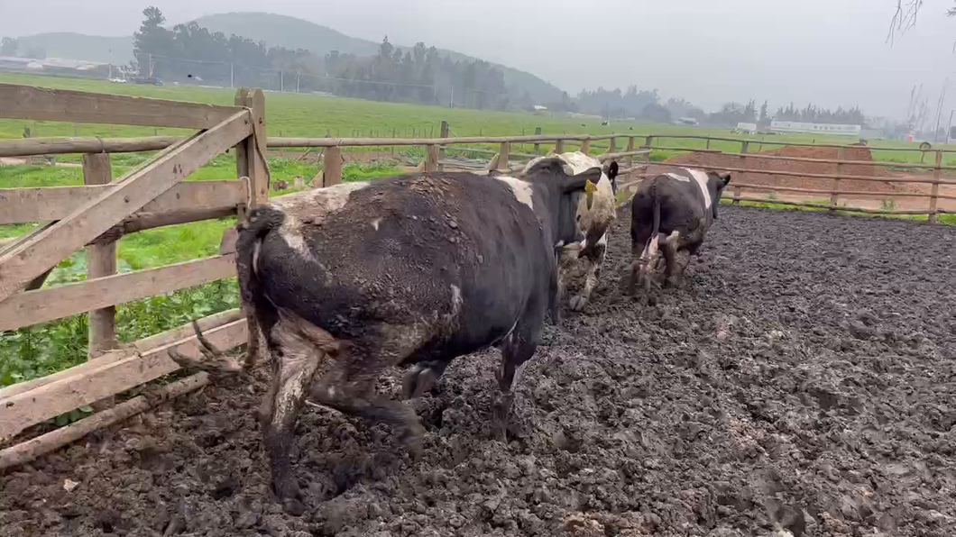 Lote 20 Novillo Gordo en Melipilla, Región Metropolitana