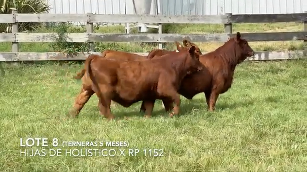 Lote Hembras