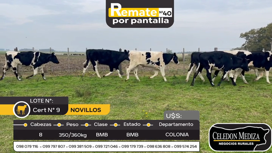 Lote 8 Novillos en Colonia