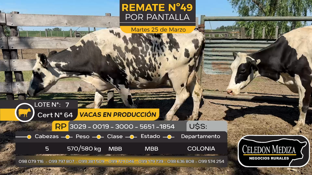 Lote 5 Vacas Preñadas Holando en Estanzuela, Colonia