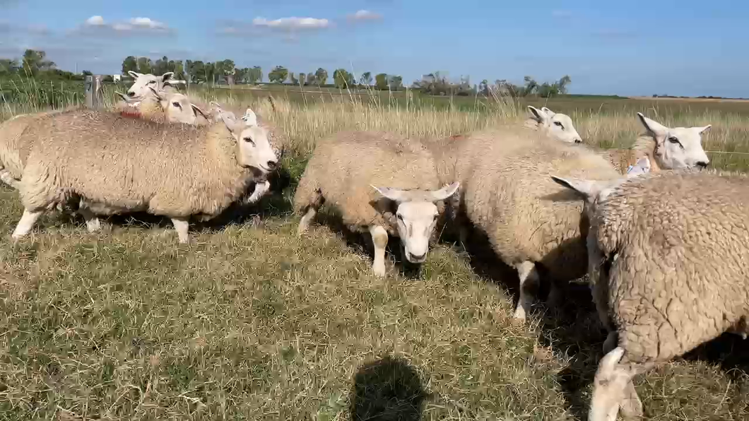 Lote 12 Corderas Texel a remate en 10º Subasta - CAB  50kg -  en Colonia Arrue