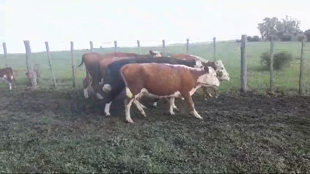 Lote 10 Piezas de cría HEREFORD/ ANGUS a remate en #50 Pantalla Carmelo en EL CHILENO