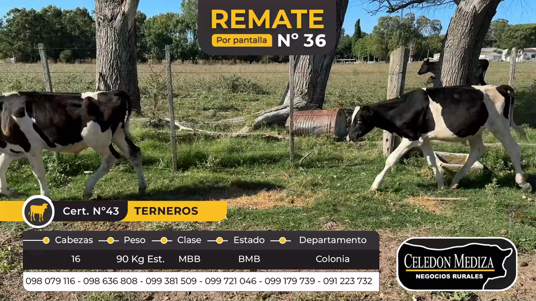 Lote 16 Terneros en Colonia