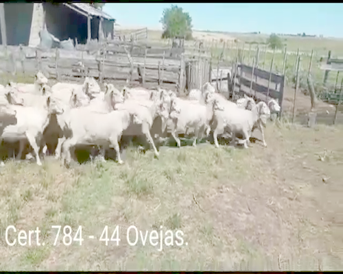 Lote OVEJAS
