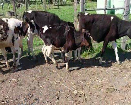 Lote 7 Terneros HOLANDO a remate en REMATE DE PANTALLA 145kg -  en Asociación Rural de San José