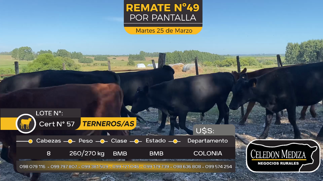 Lote 8 Terneros y Terneras en Paso Antolín, Colonia