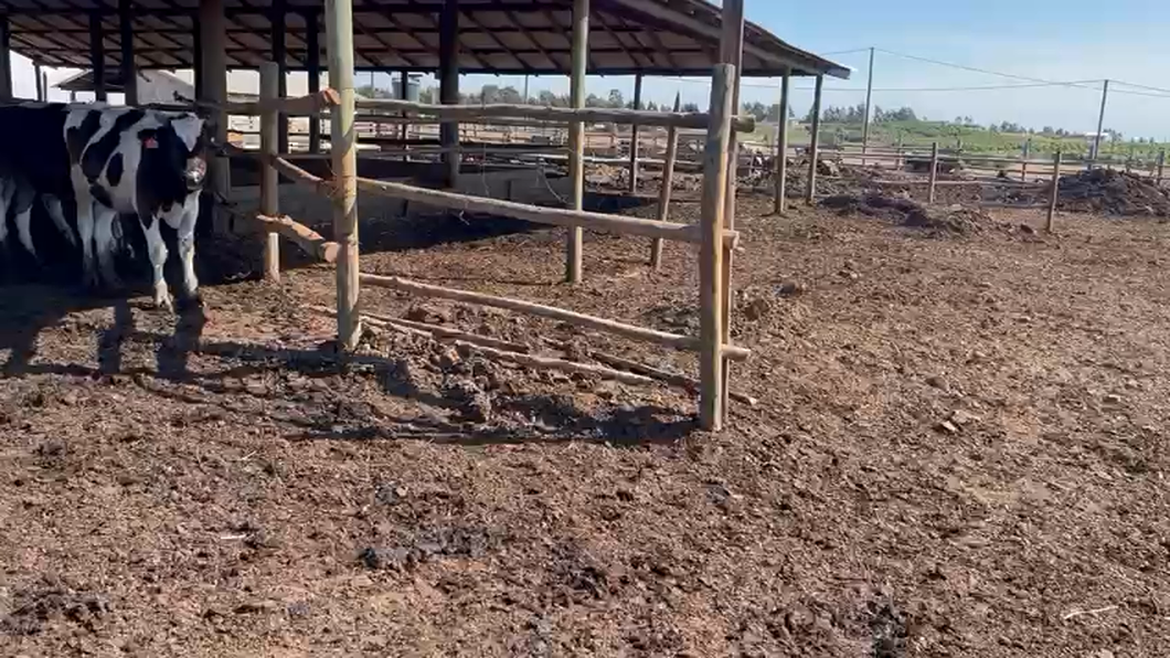 Lote 45 Novillo Engorda en San Pedro, Región Metropolitana