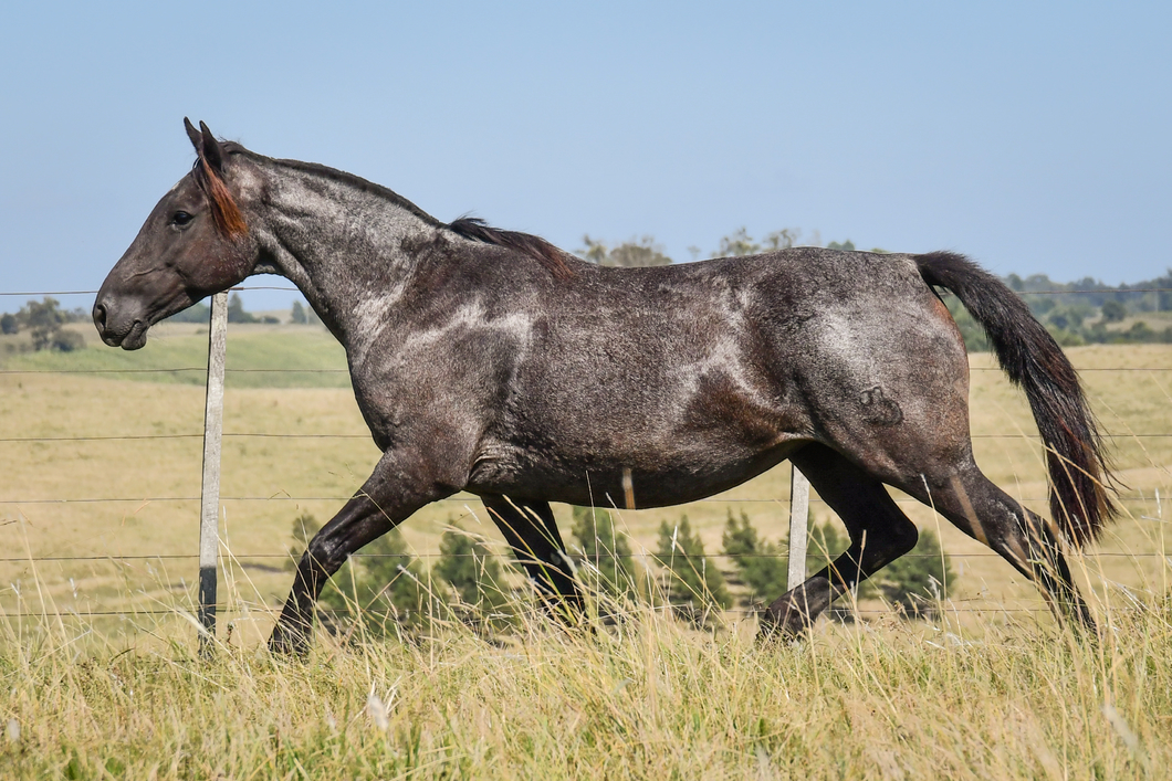 Lote MILONGA DEL QUEBRACHAL