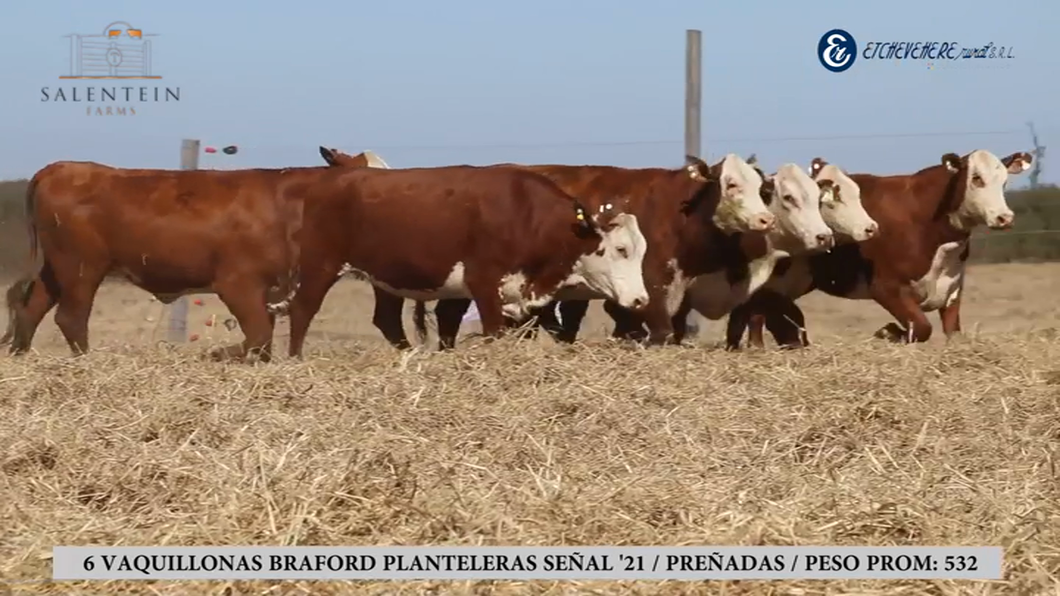 Lote Vaquillas Braford Planteleras Señal ´21-Preñadas IATF (21-12-2023) y Servicio Colectivo (30-12-2023 al 05/02/2024)