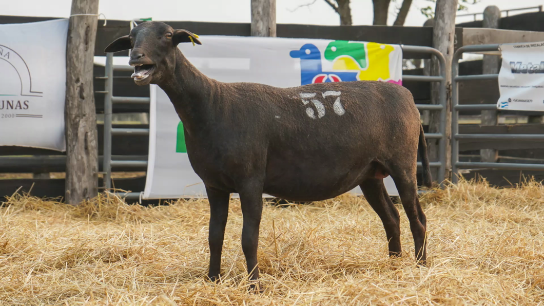 Lote SANTA INES HEMBRA