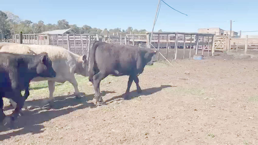 Lote (Vendido)43 Terneras 33 AA,  2 RA CRUZAS CON: HE 7,  1 CH a remate en Expo Paysandú 254kg - , Río Negro