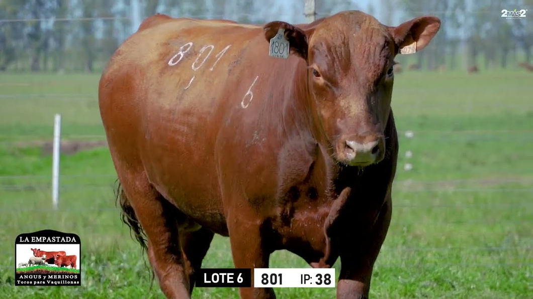 Lote Toros a remate en Toros para Vaquillonas - La Empastada, Durazno