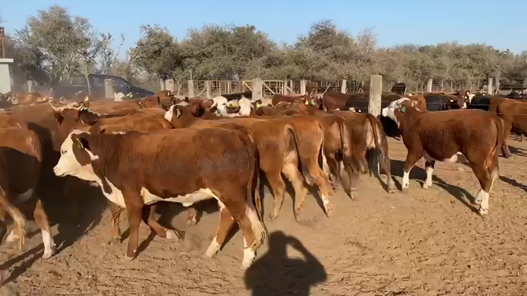 Lote 70 Terneras Braford en Col. Las Cuatro Esquinas, Córdoba