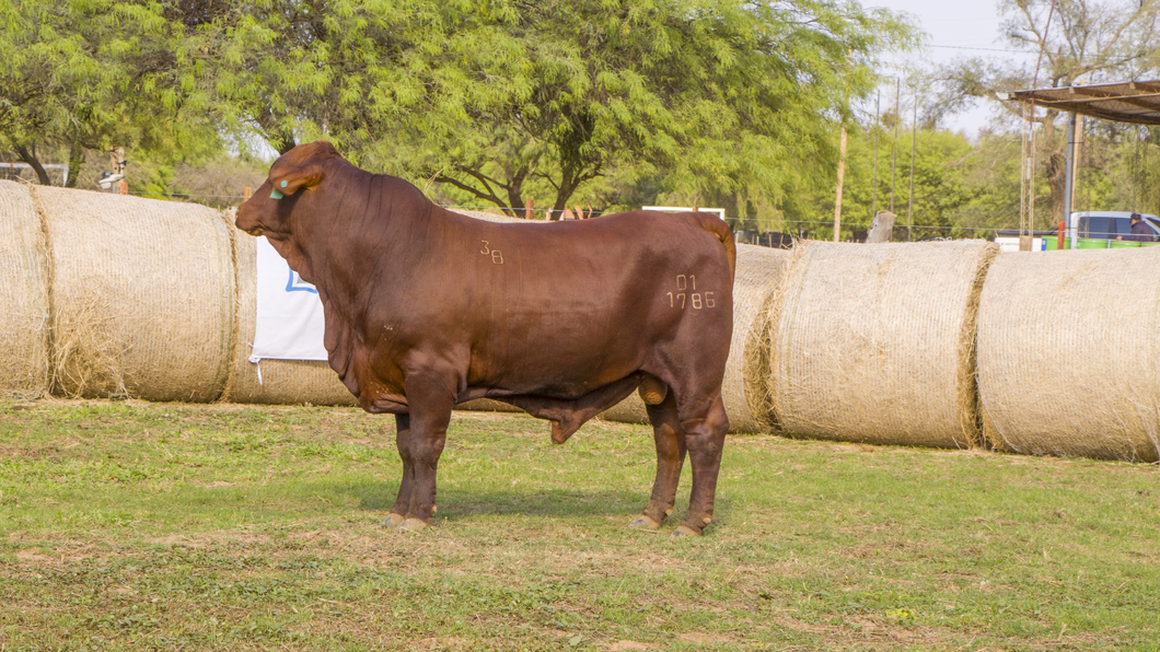 Lote Toros