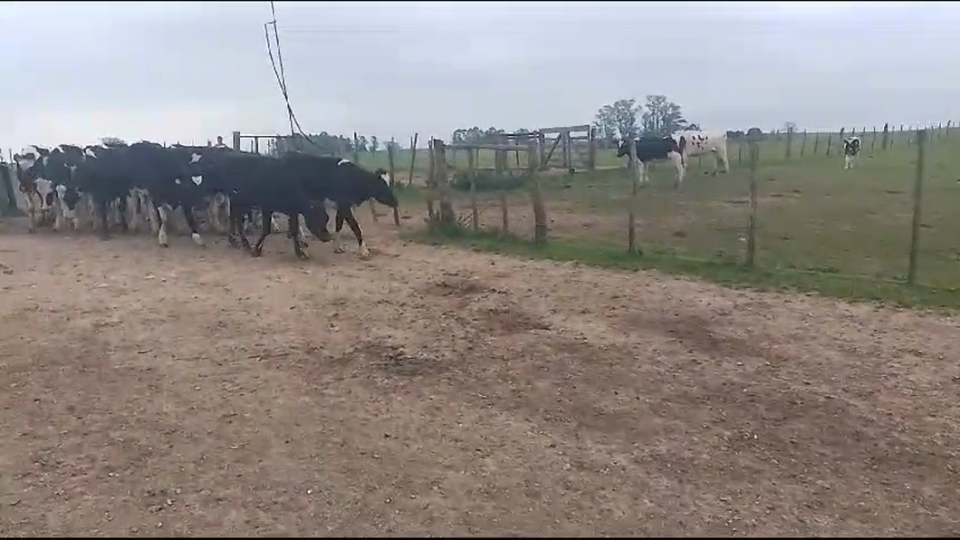 Lote 16 Vaquillonas  Holando a remate en Aniversario 115 Años - Camy en Arroyo Llano